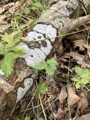 Biscogniauxia atropunctata