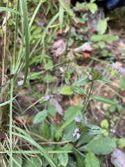 Elephantopus tomentosus