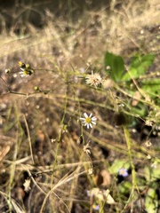 Erigeron foliosus