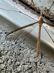 Platytipula