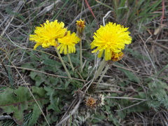 Taraxacum serotinum