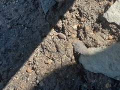 Armadillidium nasatum