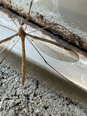 Platytipula