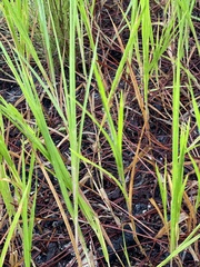 Panicum repens