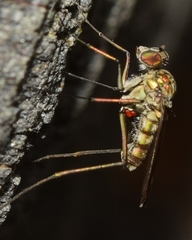 Dolichopodidae