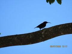 Chalcomitra amethystina