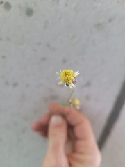 Tridax procumbens