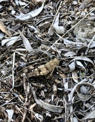 Oedipoda