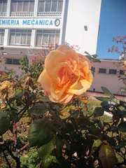Rosa