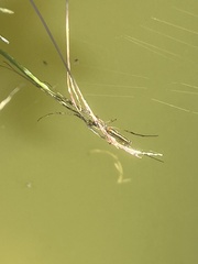 Tetragnatha extensa