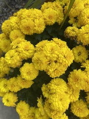 Chrysanthemum morifolium