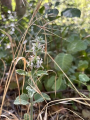 Stachys albens