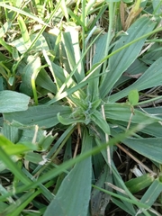 Plantago lanceolata