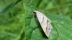 Perizoma parallelolineatum