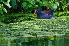 Gallinula chloropus