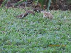 Spermestes cucullata