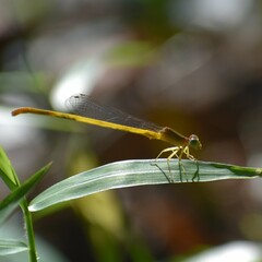 Ceriagrion coromandelianum