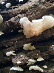 Crepidotus