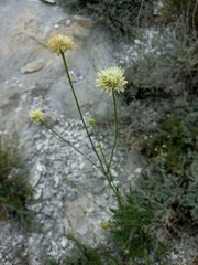 Cephalaria uralensis