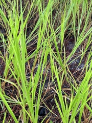 Panicum repens