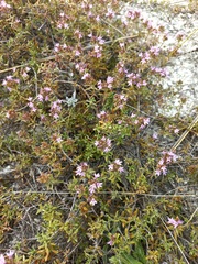 Thymus calcareus