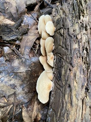 Crepidotus