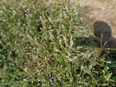 Mentha suaveolens