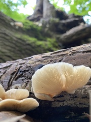 Crepidotus