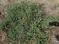 Mentha suaveolens