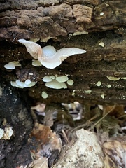 Crepidotus