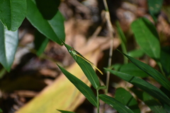 Ceriagrion coromandelianum
