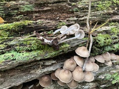 Mycena maculata