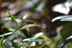 Ceriagrion coromandelianum