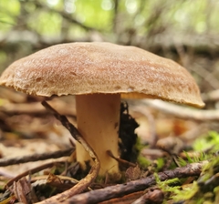 Lactarius helvus
