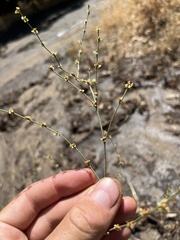 Eriogonum gracile