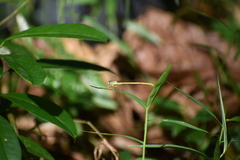Ceriagrion coromandelianum