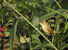 Acrocephalus scirpaceus