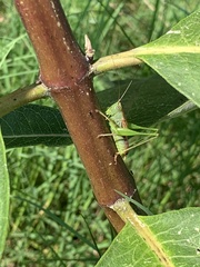 Conocephalus strictus