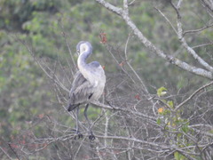 Ardea melanocephala