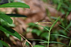 Ceriagrion coromandelianum