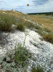 Cephalaria uralensis