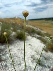 Cephalaria uralensis