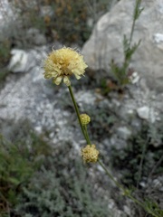 Cephalaria uralensis