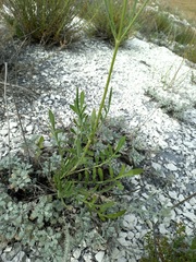 Cephalaria uralensis