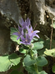 Campanula elatinoides