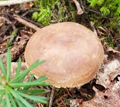 Lactarius helvus