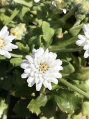 Leucheria tomentosa