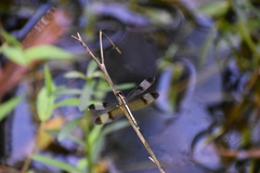 Neurothemis tullia
