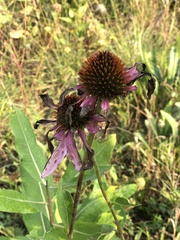 Asclepias syriaca