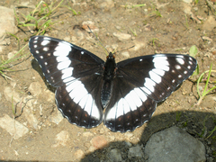 Limenitis weidemeyerii